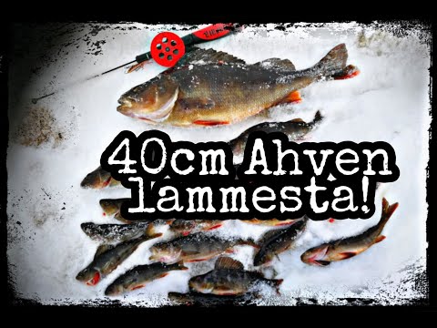 Ahvenen pilkintää tasapainolla lammesta 2021! Toiseksi suurin pilkkiahven #3 FinnFish