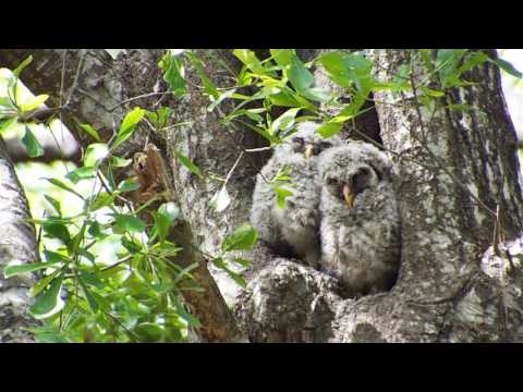 Barred Owl chicks dozing outside the nest