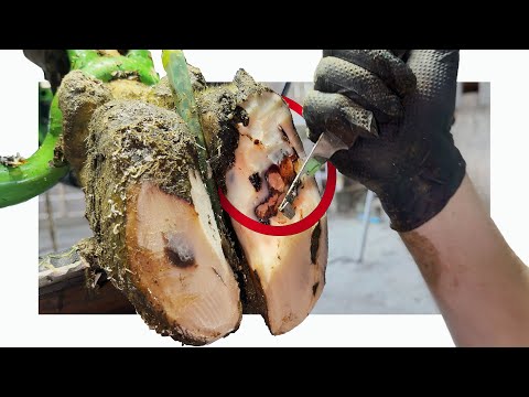 LAYERS of HOOF HORN PEEL away in STRIPS