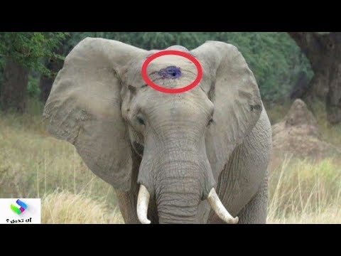لن تصدق كيف يطلب هذا الفيل المصاب بطلقة نارية في جمجمته المساعدة مشهد تقشعر له الأبدان.. ...!!!