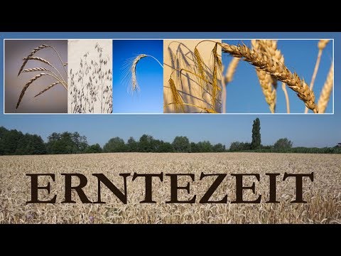 Unsere 5 Getreidesorten und ihre Verwendung!