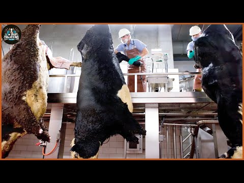 How Millions Of Cattle Are Processed In Factories In Australia ? - Modern Processing Plant