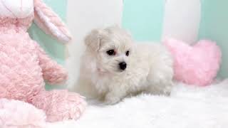 ハーフ犬の動画01