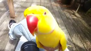 Parrot Asks Owner "Really!?"