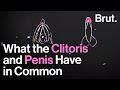 6 Things The Clitoris And Penis Have In Common
