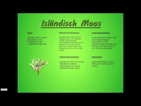 Isländisch Moos - Wissenswertes