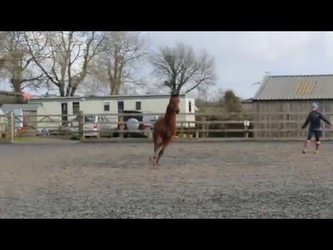 ******SOLD******** Taylors Park Enrapture 2015 Colt By Enzo Ferrari