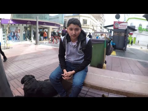 This is how dogs are treated in Chile