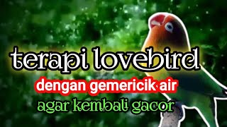 Download lagu Terapi LOVE BIRD~suara gemericik air//Bikin Gacor,Terbukti ‼️ mp3