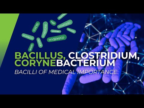 Bacillus, Clostridium, Corynebacterium: Bacilli of Medical Importance
