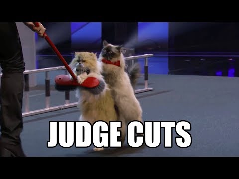 The Savitsky Cats America's Got Talent 2018 Judge Cuts｜GTF