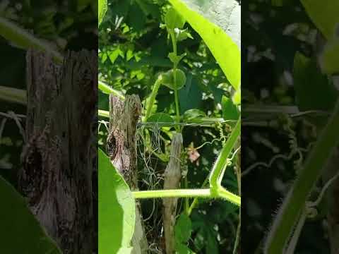 Fazenda Várzea dos Macacos Trapiá Santa Quitéria-ce 