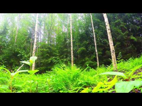 Sound of Nordic Forest Birds in Spring - NO LOOP