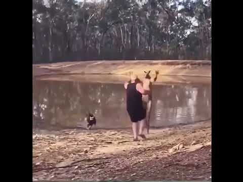 Angry kangaroo hitting a person, the person fell down #shorts #kangaroo #hitting #hit #person #158