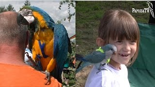 Parrot Harnesses