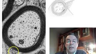 Fibras nerviosas y mielinogénesis