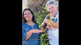 Video preview image #1 Chug Puppy For Sale in Corona, CA, USA