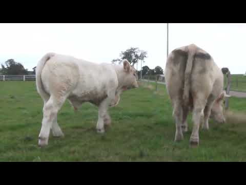 LOT 102 - Cowllection Simon Genetic 2022