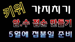 [텃밭농부.908]  키위 가지치기와 접순 만드는 방법 #키위재배