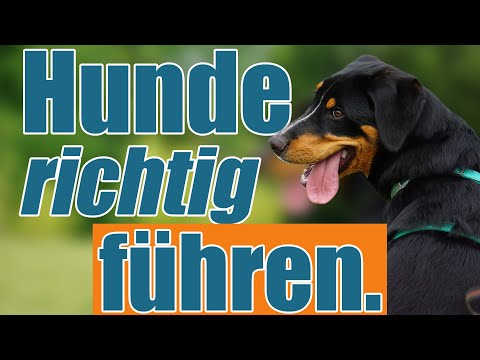 Leadership mentality - how to lead your dog correctly.