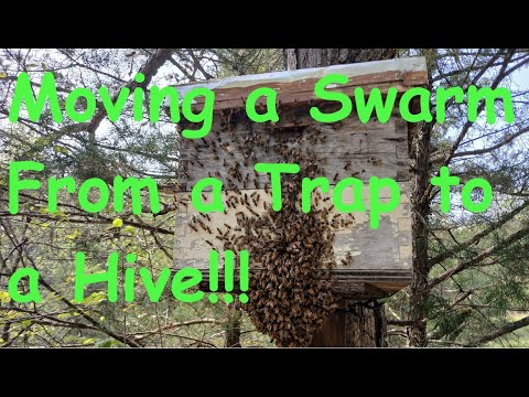 Swarm Trap to a Hive....How I MOVE and KEEP a Honey Bee Swarm!!! 😎