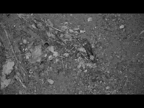 Djuma Private Game Reserve Live Stream