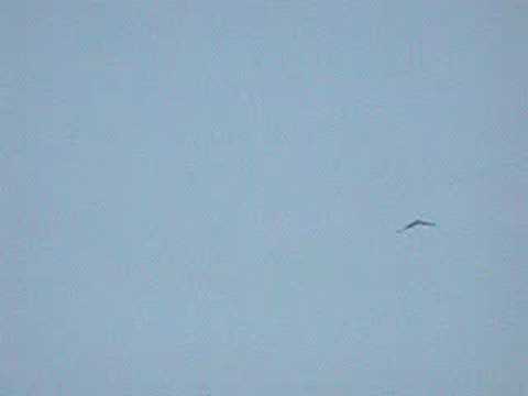 Honey Buzzard at Yaverland 2