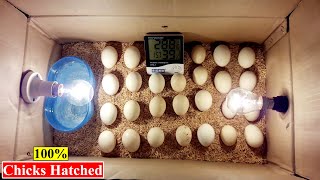 DIY How to Make Egg Incubator with Cardboard Box | Birds and Animals Planet