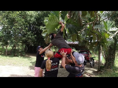 EP108 Part 1 - PANGUNGUHA at PAG LULUTO ng GINATAANG KAMANSI or BREAD FRUIT | San Pablo City, Laguna