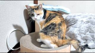 三毛猫フミ姫様が我が家にこられて一か月が過ぎました！🐈