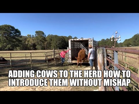 Adding new cows to the herd, how to introduce them without mishap. #beef #grassfed #smallcattleherd