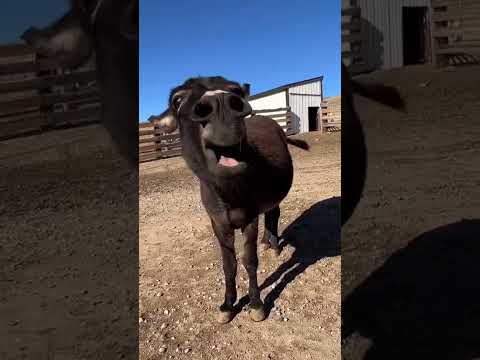 "Donkey falls on its back and starts laughing at itself! Funniest animal moment you'll see today!"