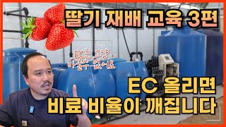 딸기 농가가 EC 올렸다가 실패하는 이유 | 딸기 재배교육 3편 | 농사 100단