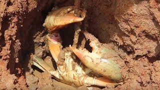 Dig to three catties of big crab king! Ah Mui has made a new discovery under the old tree root. He