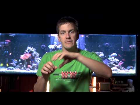 Mr. Saltwater Tank TV Friday AM Quick Tip #138: The World's Sexiest Filter Media