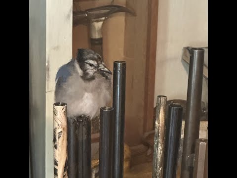 Don and Diane Shipley LIVE - August 4th at 1800 EST Thumbnail