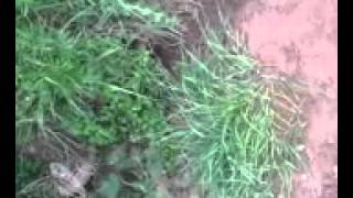 Tom Principato - Robert Johnson Told Me So video