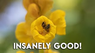 Nikkor Z 50mm F2 8 Macro + Nikon Z6II Review + AF Test - What a BRILLIANT Lens!