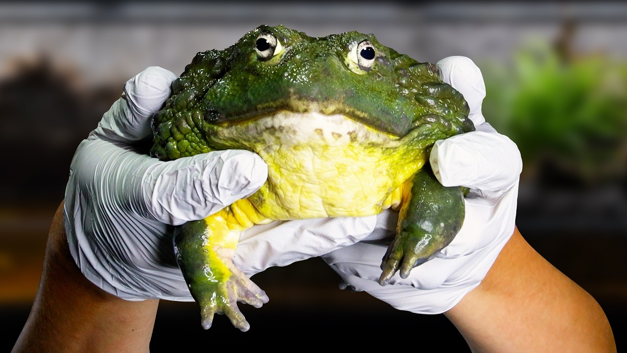 My Giant Frog Escaped, so I Made Him a Mansion (African Bullfrog Paludarium)