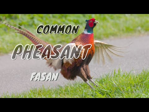 Common Pheasant Call + wing flapping