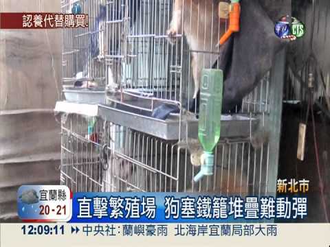 狗籠如雞籠! 繁殖場擁擠漫惡臭