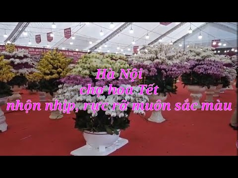 chợ hoa xuân Hà Nội nhộn nhịp, rực rỡ muôn sắc màu / viec vat gia dinh