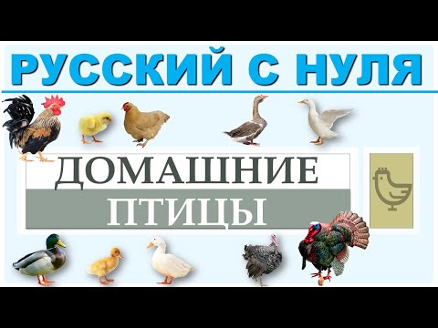 , title : 'Домашние птицы. Русский язык с нуля.'