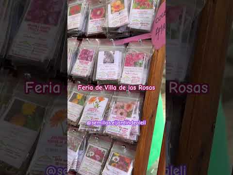 Las más lindas flores de otoño/invierno🌺Feria Artesanal de Villa de las Rosas, Córdoba,Argentina