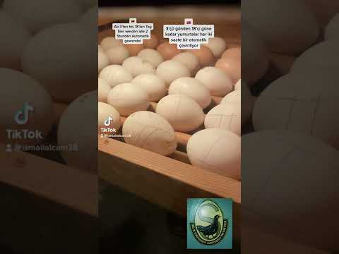 #schumacher#brutmaschine#Hühner#eier #ausbrüten#kulukça#makinesi#tavuk#yumurtası