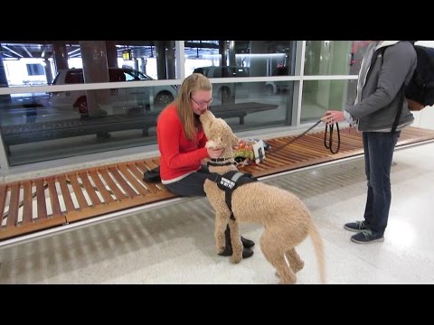 SERVICE DOG REUNITED WITH OWNER!!! (4.8.15)