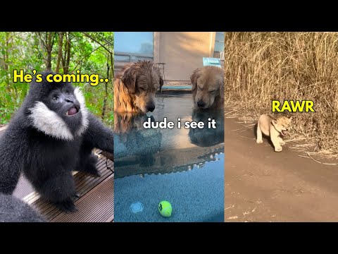 Funny Animal Voiceovers (2025)