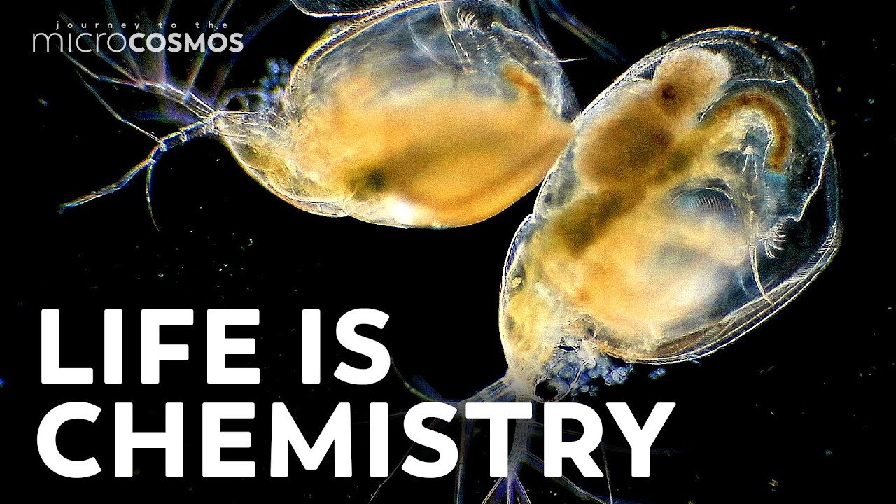 The Microscopic Circle of Life