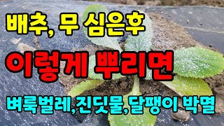 김장배추 이것만 뿌려줘도 벼룩잎벌레 예방  / 벼록잎벌레 퇴치