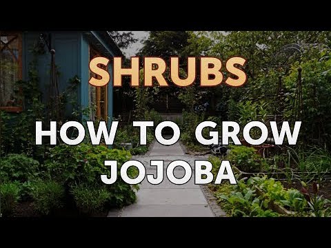 How to Prune a Bottlebrush Shrub